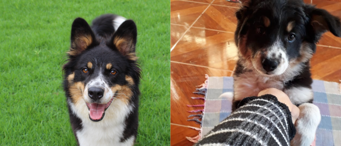 Cachorro em consulta